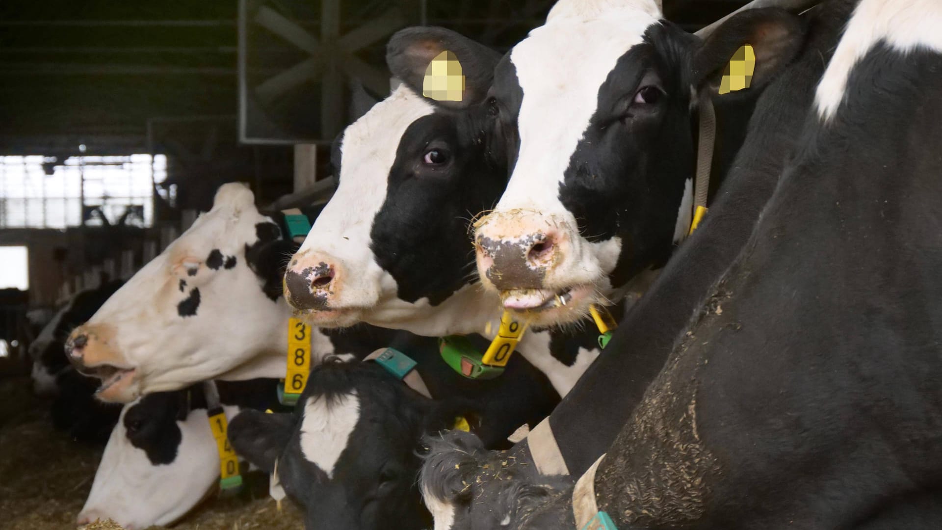 Milchkühe: Auch bei der Milchproduktion kommt es auf die Tierhaltung an.