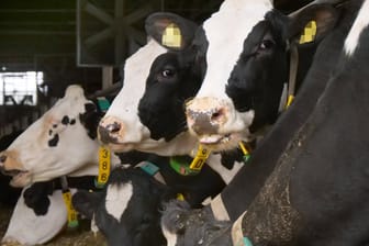 Milchkühe: Auch bei der Milchproduktion kommt es auf die Tierhaltung an.