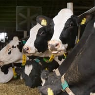 Milchkühe: Auch bei der Milchproduktion kommt es auf die Tierhaltung an.