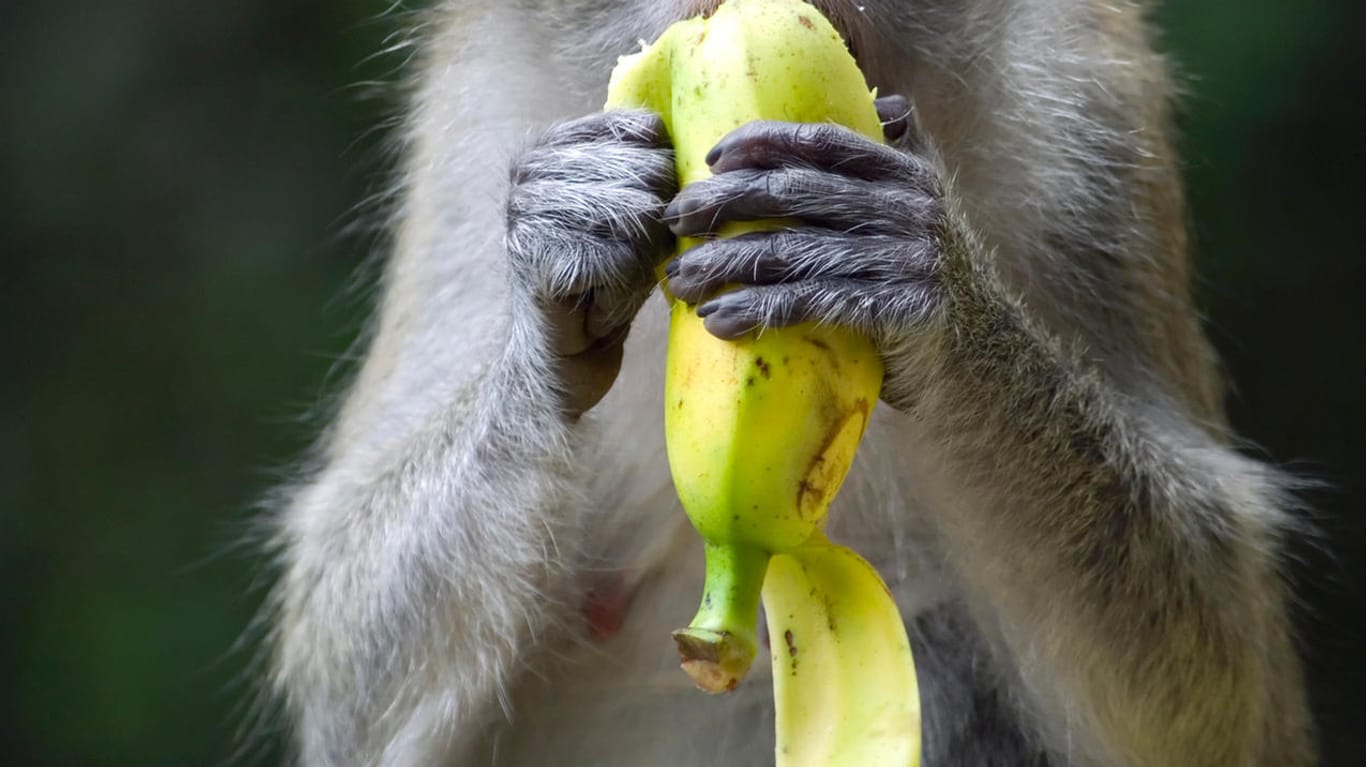 Trick der Natur: Affen öffnen die Banane nicht am Stiel.