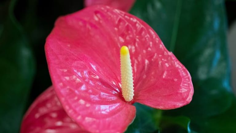 Zimmerpflanze: Die Anthurie bildet prächtige Hochblätter aus – und eine eher dezente Blüte. Das ist der Kolben, der über dem Hochblatt sitzt.