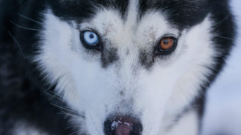 Ein Hund der Rasse Husky (Symbolbild): Dem Hundehalter drohen Anzeigen.