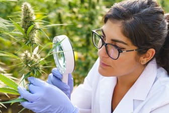Die Mitarbeiterin einer Cannabis-Farm untersucht die Blüten: Zwei Stoffe der Hanfpflanze haben sich als wirksam gegen Coronaviren erwiesen. (Symbolfoto)
