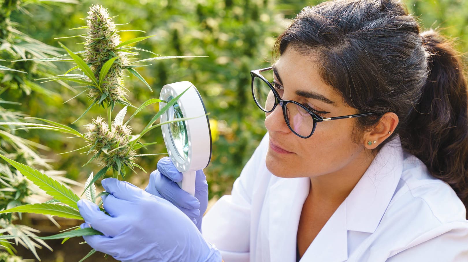 Die Mitarbeiterin einer Cannabis-Farm untersucht die Blüten: Zwei Stoffe der Hanfpflanze haben sich als wirksam gegen Coronaviren erwiesen. (Symbolfoto)