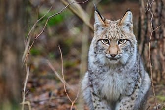 Luchs