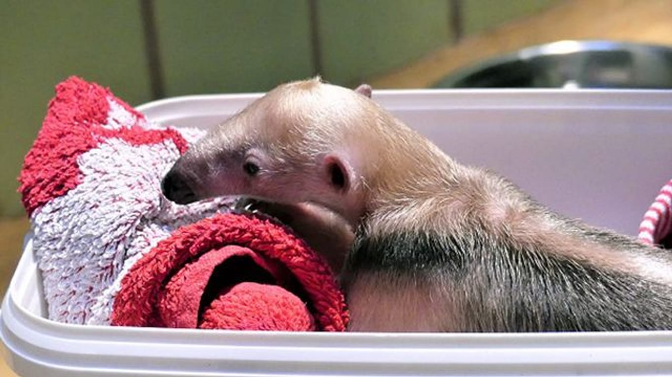 Ameisenbär in Frankfurter Zoo: Im Grzimekhaus wurde das Jungtier geboren.