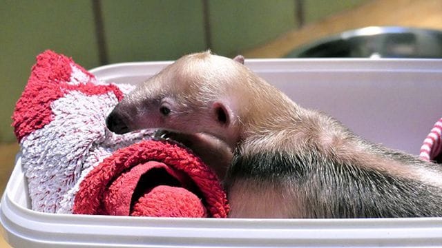 Ameisenbär in Frankfurter Zoo: Im Grzimekhaus wurde das Jungtier geboren. Ameisenbär in Frankfurter Zoo: Im Grzimekhaus wurde das Jungtier geboren.