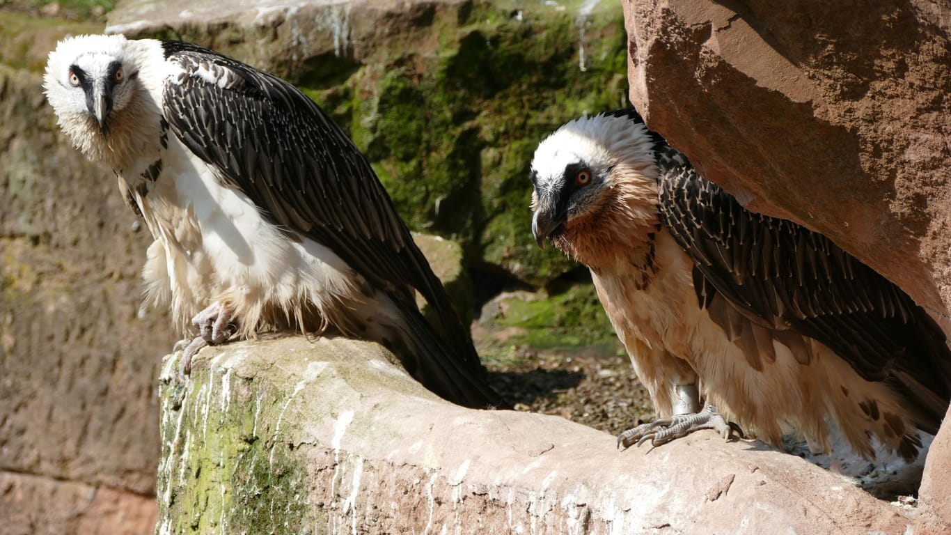 Nürnbergs Bartgeier: Bald könnte der Tierpark Nachwuchs bei den Vögeln bekommen.
