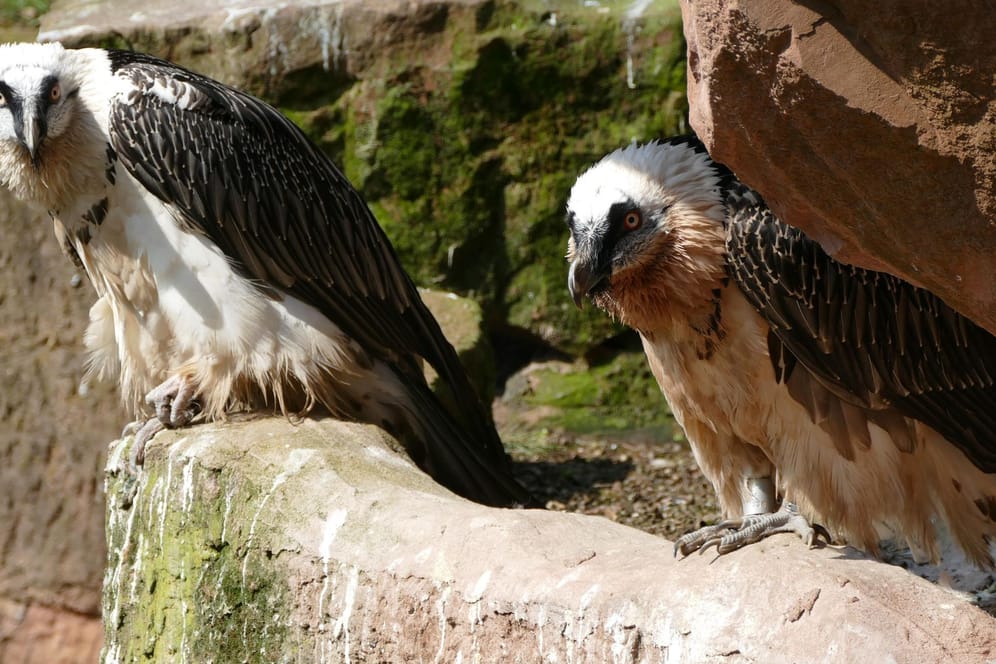 Nürnbergs Bartgeier: Bald könnte der Tierpark Nachwuchs bei den Vögeln bekommen.