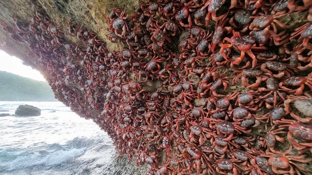 Unzählige Rote Landkrabben klammern sich an eine Felswand an einem Strand auf der Weihnachtsinsel.