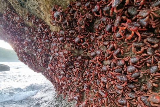 Unzählige Rote Landkrabben klammern sich an eine Felswand an einem Strand auf der Weihnachtsinsel.