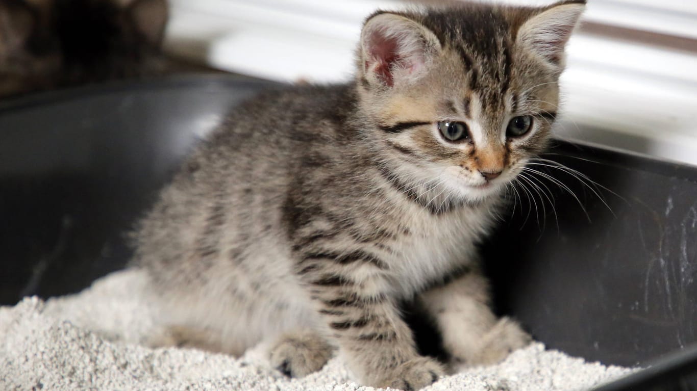 Ein Kätzchen beim Toilettentraining (Symbolbild): Wissenschaftler haben einen neuen Nutzen für ein Material gefunden, das bisher vor allem in Katzenklos verwendet wird.