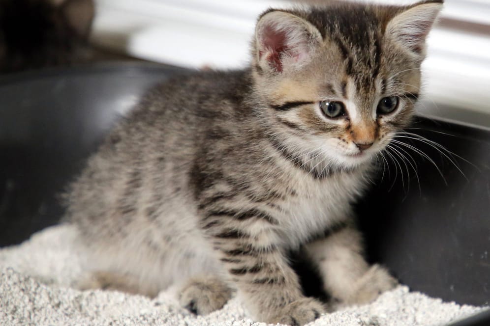 Ein Kätzchen beim Toilettentraining (Symbolbild): Wissenschaftler haben einen neuen Nutzen für ein Material gefunden, das bisher vor allem in Katzenklos verwendet wird.