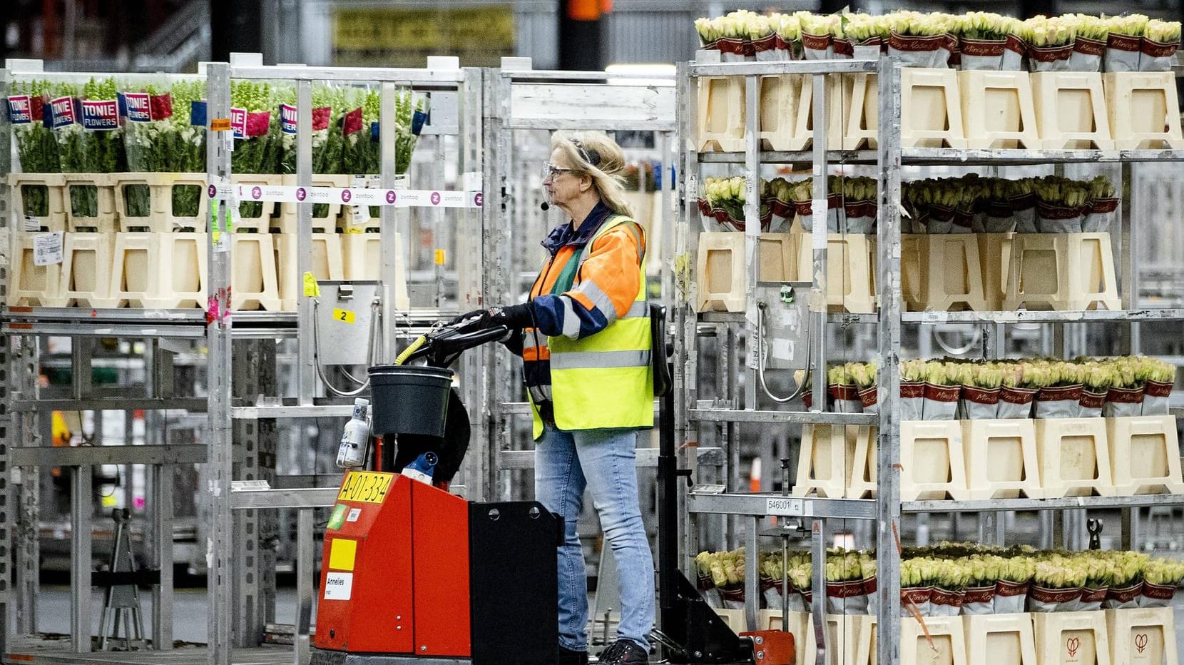 Blumen-Produktion in Aalsmeer bei Amsterdam: Die niederländischen Züchter leiden unter hohen Energiepreisen. Blumen-Produktion in Aalsmeer bei Amsterdam: Die niederländischen Züchter leiden unter hohen Energiepreisen.