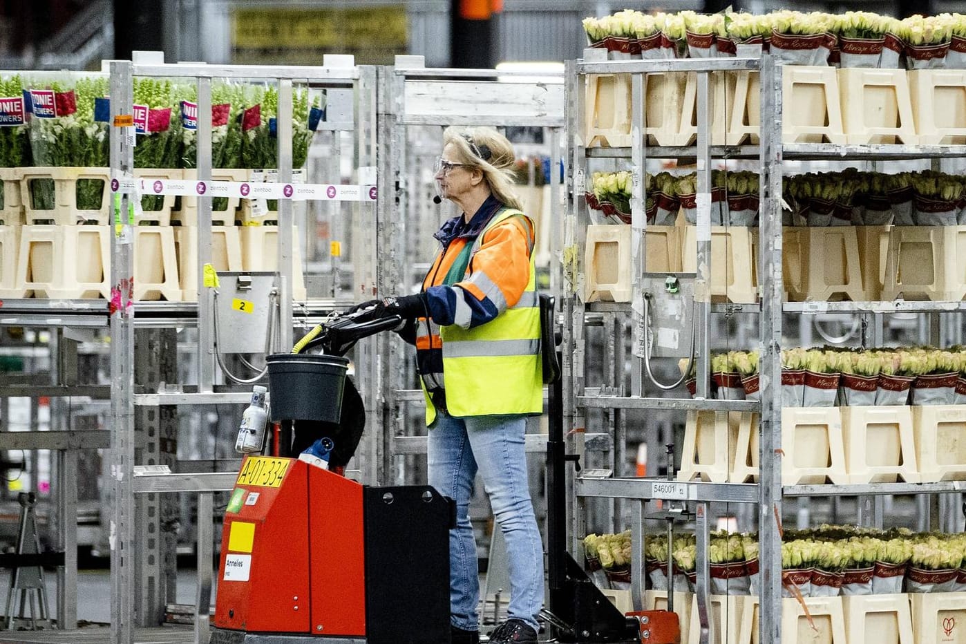 Blumen-Produktion in Aalsmeer bei Amsterdam: Die niederländischen Züchter leiden unter hohen Energiepreisen. Blumen-Produktion in Aalsmeer bei Amsterdam: Die niederländischen Züchter leiden unter hohen Energiepreisen.