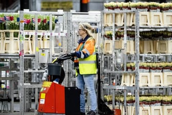 Blumen-Produktion in Aalsmeer bei Amsterdam: Die niederländischen Züchter leiden unter hohen Energiepreisen.