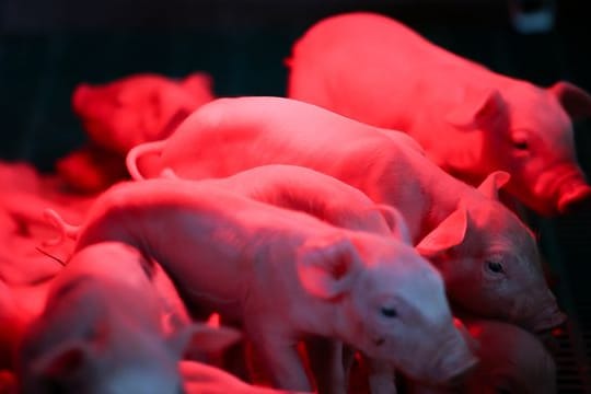 Schweinehalter