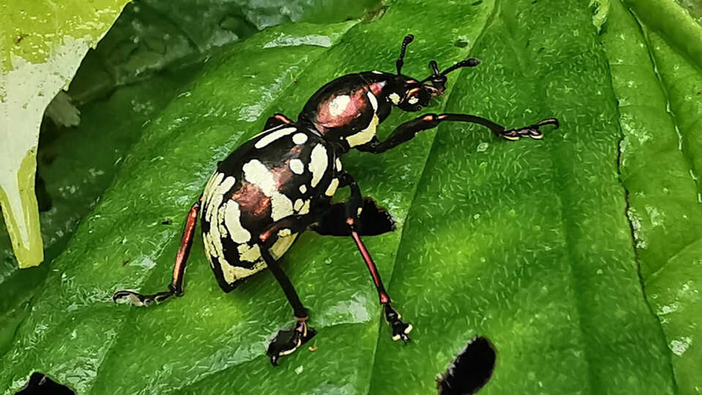 "Pachyrhynchus obumanuvu": Der bunte Rüsselkäfer wurde nach einem indigenen Stamm benannt.