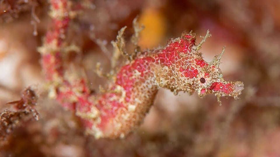 Das Nadelpferdchen "Cylix tupareomanaia" lebt vor der Küste Neuseelands.