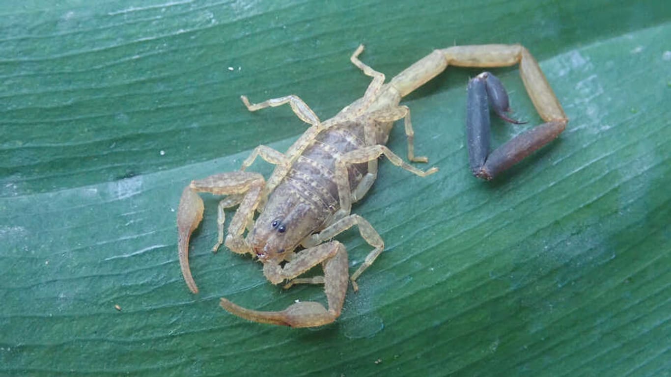 Der Skorpion "Centruroides berston" lebt in den Baumkronen der tropischen Wälder Guatemalas in Zentralamerika: Er gehört zu einer von 70 Arten, die US-Forscher 2021 entdeckten.