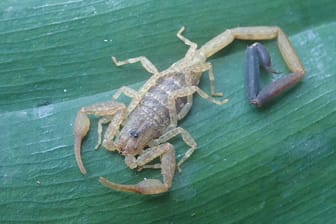 Der Skorpion "Centruroides berston" lebt in den Baumkronen der tropischen Wälder Guatemalas in Zentralamerika: Er gehört zu einer von 70 Arten, die US-Forscher 2021 entdeckten.