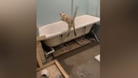 Mann renoviert Bad – Katzen richten Riesen-Chaos an