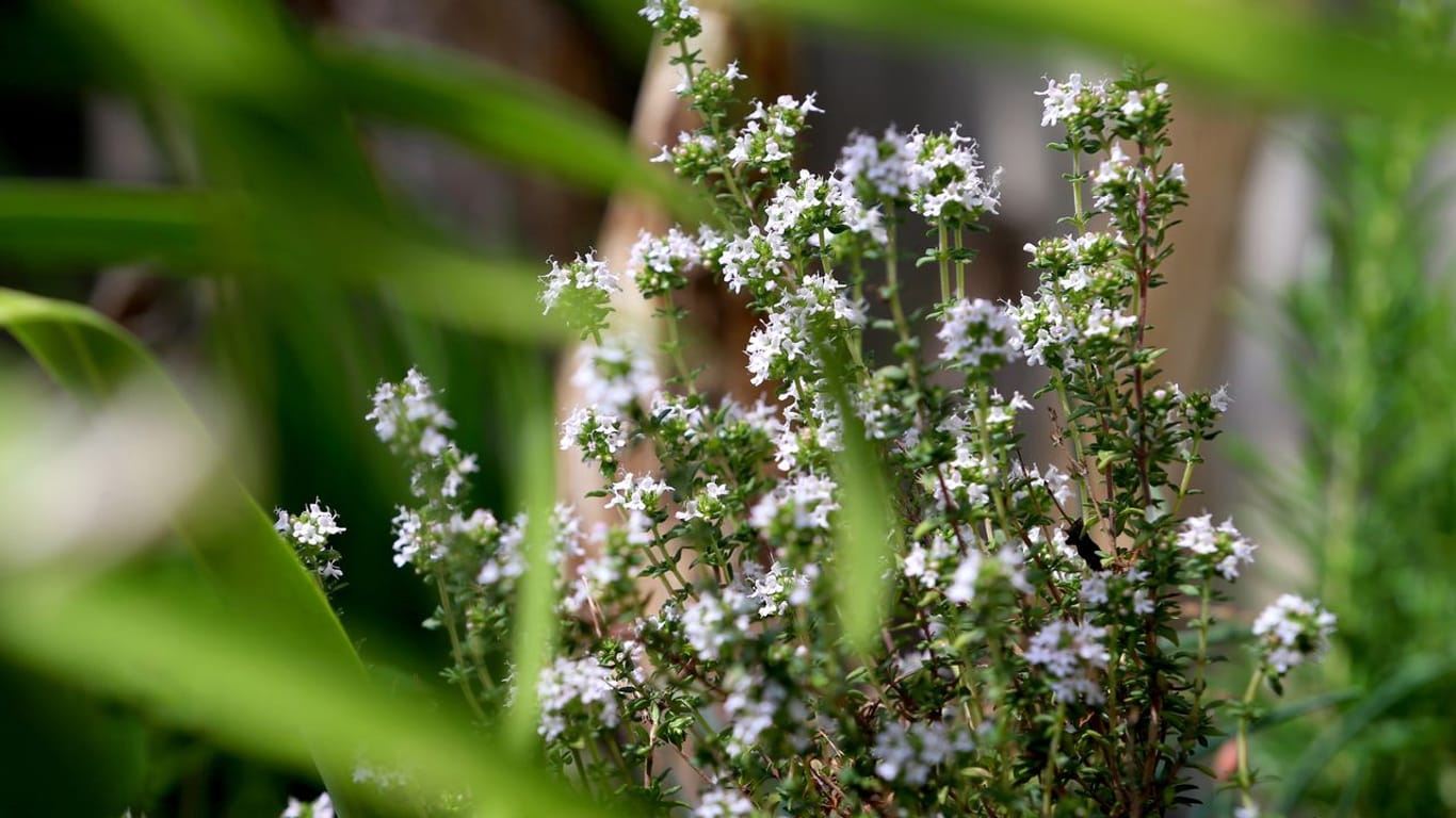 Thymian macht sich im Garten gut - und er wirkt in der Küche verwendet antiviral und schleimlösend.