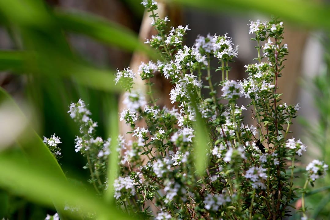 Thymian macht sich im Garten gut - und er wirkt in der Küche verwendet antiviral und schleimlösend.