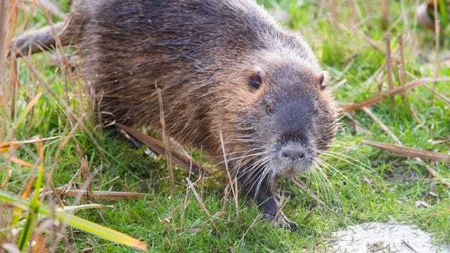 Nutria