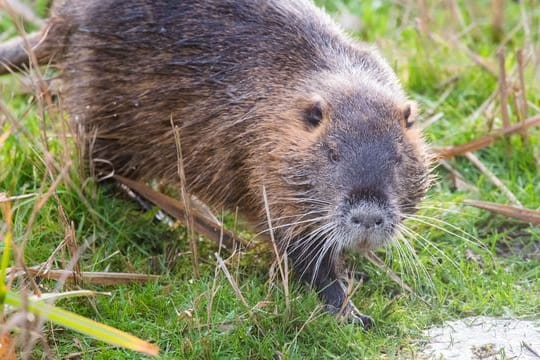 Nutria