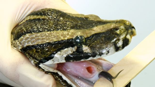 Klinik für Vögel und Reptilien Klinik für Vögel und Reptilien
