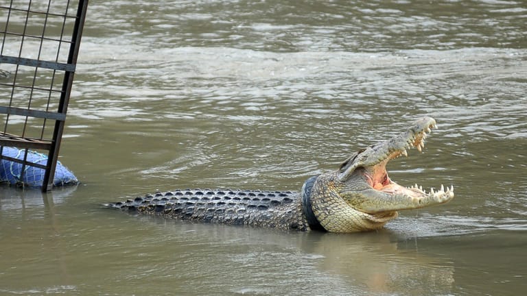 Krokodil in Indonesien (Symbolbild): Das Tier tötet ein neunjähriges Kind.