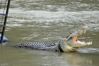 Krokodil in Indonesien (Symbolbild): Das Tier tötet ein neunjähriges Kind.