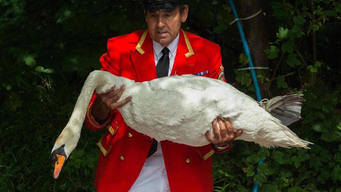 Der Schwanbeauftragte David Barber mit einem der Tiere auf Schloss Windsor: "Wir tun alles, um den Ausbruch klein zu halten". (Archivfoto)