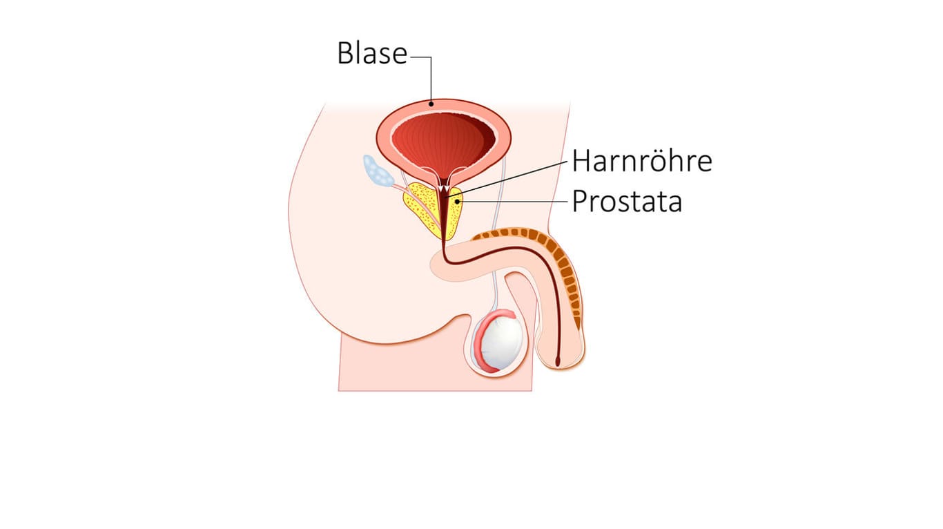 Darstellung der Prostata und ihrer Lage im Körper