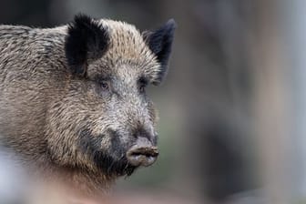 Wildschwein