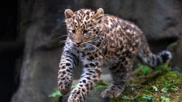 Junger Leopard im Zoo