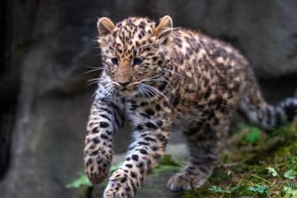 Junger Leopard im Zoo
