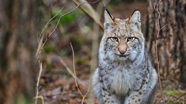 Luchs