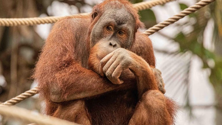 Orang-Utan Batak sitzt im Hamburger Tierpark Hagenbeck: In Stuttgart soll er vorerst ein neues zu Hause finden.