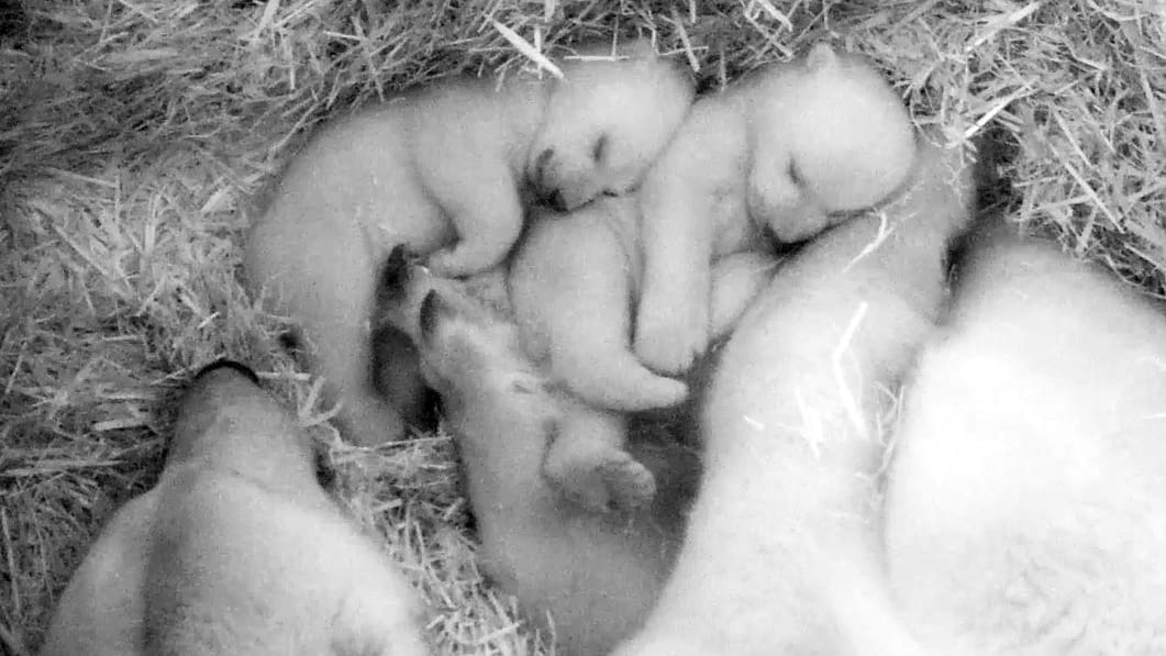 Blick in die Wurfhöhle im Polarium: Die Eisbär-Zwillinge im Rostocker Zoo entwickeln sich gut.