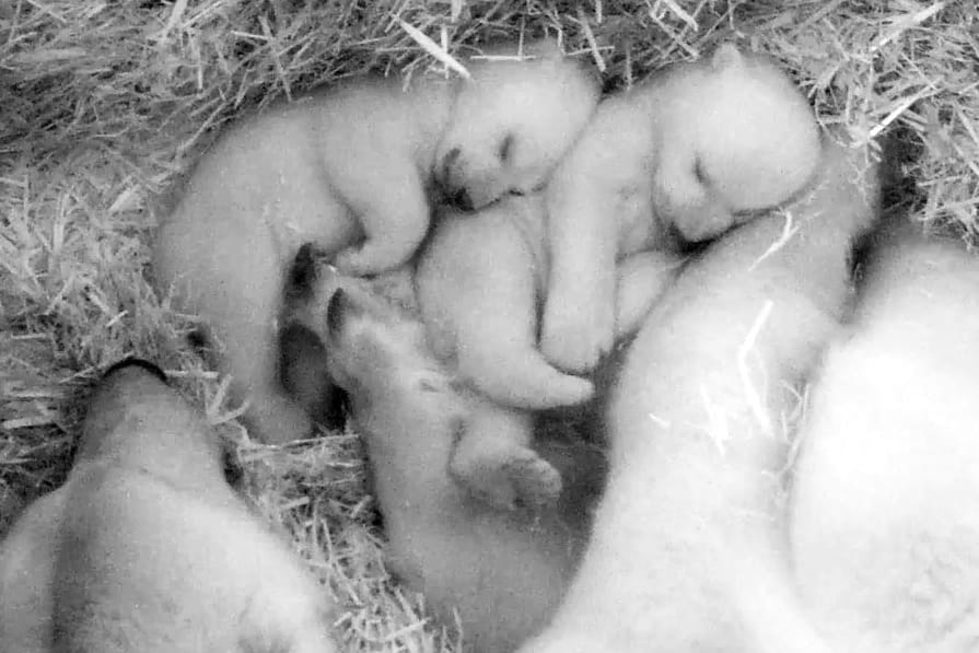 Blick in die Wurfhöhle im Polarium: Die Eisbär-Zwillinge im Rostocker Zoo entwickeln sich gut.