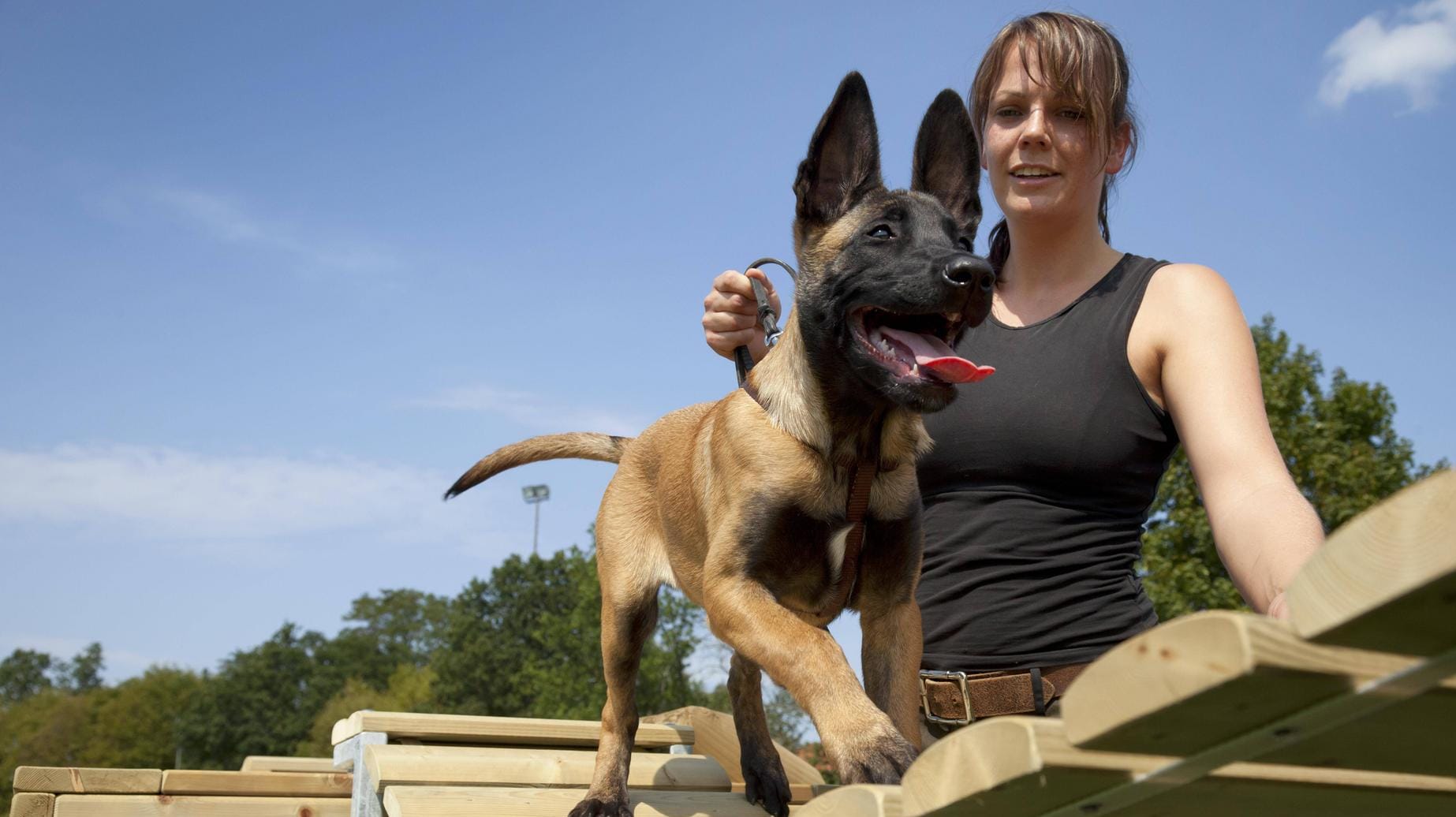 Ein Welpe aus polizeieigener Zucht (Symbolfoto): Viele ihrer Schutzhunde kauft die Polizei von privaten Ausbildern. Oft sind die Methoden dort besonders hart, die Tiere kompromisslos. Hunde aus eigener Aufzucht können leichter mit weichen Methoden ausgebildet werden. Doch das kostet.