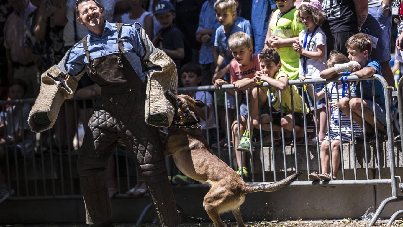 Ein Polizeihundeausbilder demonstriert das Beißtraining für Schutzhunde vor Publikum (Symbolfoto): Die Polizei nutzt die Hunde zur Abschreckung und teils auch für gezielte Bisse im Einsatz. Doch viele Hunde lassen sich nicht so leicht wieder trennen.