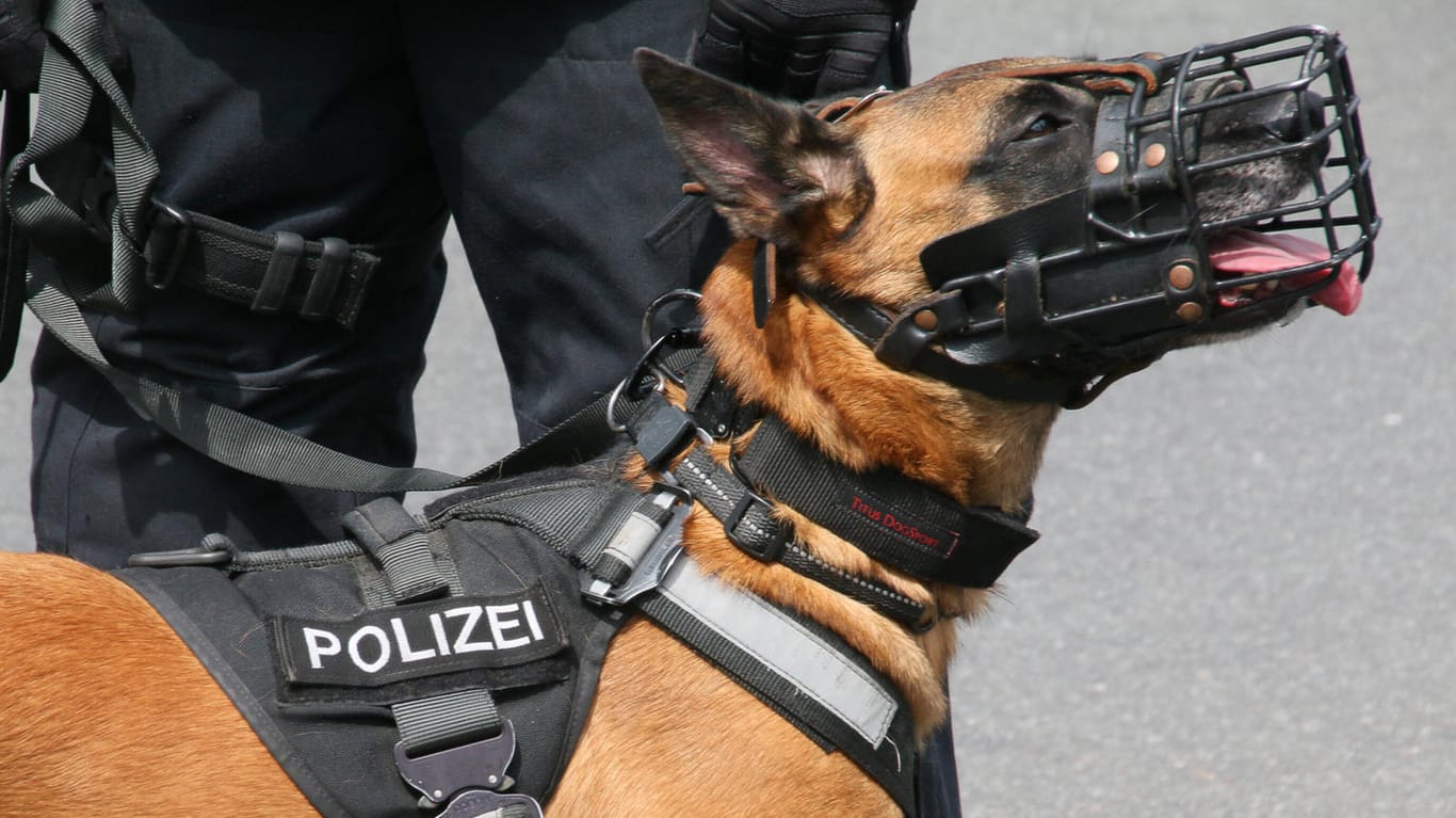 Der belgische Schäferhund beobachtet mit seinem Hundeführer eine verbotene Demonstration (Symbolfoto): In den vergangenen Monaten mussten Schutzhundestaffeln der Polizei besonders häufig für Einsätze rund um "Querdenken"-Proteste ausrücken.
