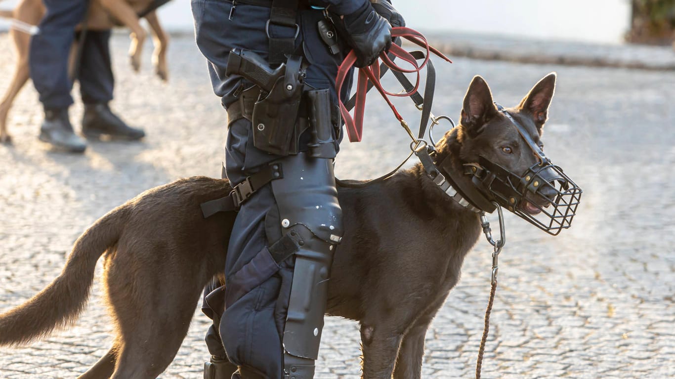 Ein Hundeführer der Polizei wartet am Rand eines AfD-Parteitages (Symbolbild): Stachelhalsbänder sind für Schutzhunde bei Einsätzen der Polizei noch erlaubt. Bei Training und Ausbildung sind alle schmerzhaften Hilfsmittel seit Anfang Januar hingegen verboten.