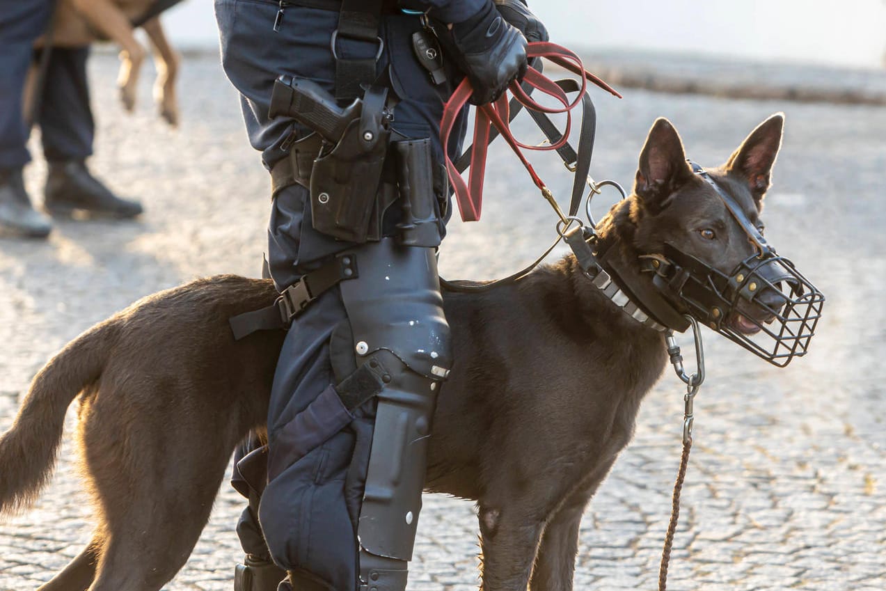 Ein Hundeführer der Polizei wartet am Rand eines AfD-Parteitages (Symbolbild): Stachelhalsbänder sind für Schutzhunde bei Einsätzen der Polizei noch erlaubt. Bei Training und Ausbildung sind alle schmerzhaften Hilfsmittel seit Anfang Januar hingegen verboten.