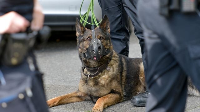 Polizeihund Polizeihund
