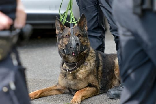 Polizeihund