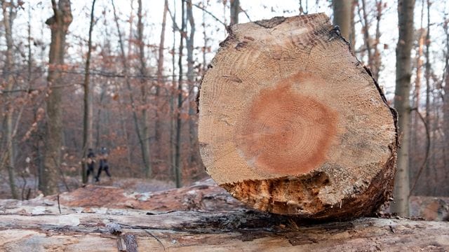 Holz